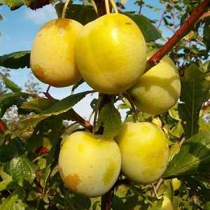 Slyva (Prunus) &#039;Latvijos geltona&#039; IŠPARDUOTA